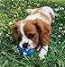 Chihuahua Squeaky Dog Balls - Extra Small (2.5
