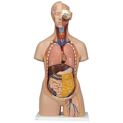 3B Scientific Menschliche Anatomie - Geschlechtsloser Klassik Torso mit geöffnetem Rücken, 18-tlg.