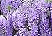 Chinese Species Blue Wisteria-Vine-Tree-Fragrant-Flowering-2 Pack