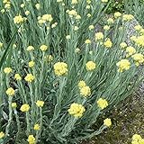 Everlasting Seeds (Helichrysum arenarium) 40+ Flower Medicinal Herb Seeds in FROZEN SEED CAPSULES for the Gardener & Rare Seeds Collector - Plant Seeds Now or Save Seeds for Years