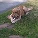 123 Treats - Premium Rawhide Retriever Rolls Dog Rawhides for Dogs 9-10” (36 Count) All-Natural Grass-Fed Free-Range Hand Rolled Beef Dog Bones High-Protein Healthy Chew Treats.