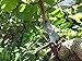 OakRidge Garden Tools Pruning Shears The Perfect Hand Pruners and Multi-Purpose Bypass Pruners - Garden Clippers and Garden Shears for Hedging and Clipping with Ox Leather Sheath and Safety Lock