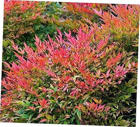 Amazon Com Kizo 1 Gulf Stream Nandina Nandina Domestica Gulf