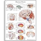 3B Scientific VR1615L Glossy Laminated Paper Human Brain Anatomical Chart, Poster Size 20
