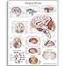 3B Scientific VR1615L Glossy Laminated Paper Human Brain Anatomical Chart, Poster Size 20