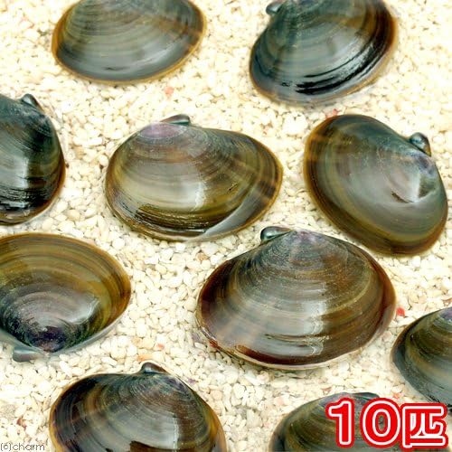 Amazon 海水魚 貝 生餌 エサ用イソシジミ アケミ貝 ミックス １０匹 北海道航空便要保温 Charm チャーム 餌 通販