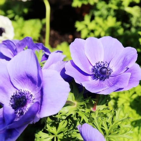 Amazon ネモフィラ種 アネモネ球根 ネモフィラ アネモネの球根 アネモネの球根 球根秋植え ネモフィラ苗 穴掘り