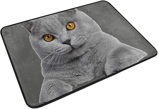 british shorthair outdoor cat