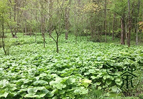 Family Brassicaceae Wasabia Japonica 300Pcs / Bag, Japanese Mustard Japanese Horseradish, Perennial Herb Vegetable Wasabi