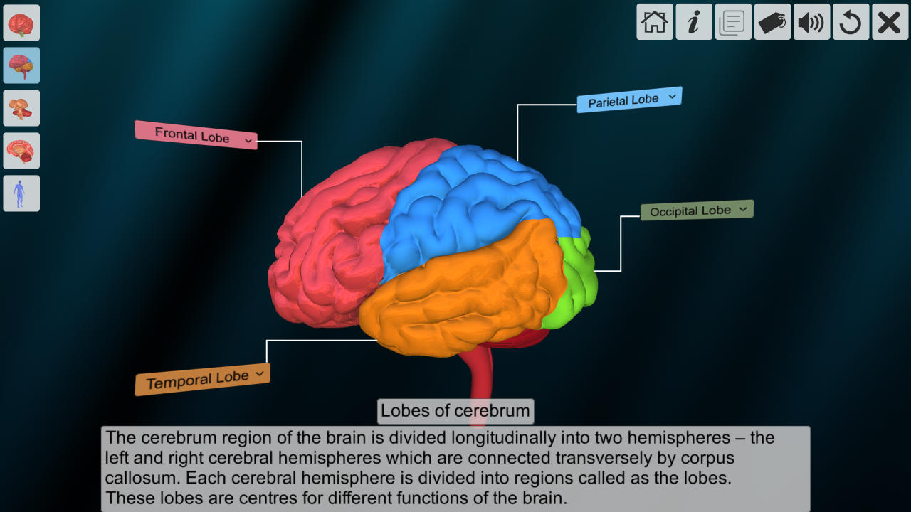 AR Human Brain Apps & Games