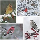 Winter Birds Holiday Card Assortment