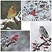 Winter Birds Holiday Card Assortment