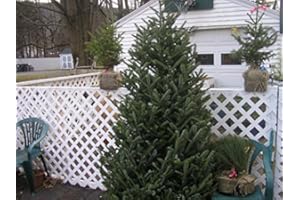 100 Fraser Fir Seed Christmas Evergreen Trees Fast Growing: Only Seeds