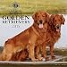 Golden Retrievers American Kennel Club 2015 Wall Calendar