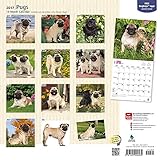 Image de Pugs 2017 Square (Multilingual Edition)