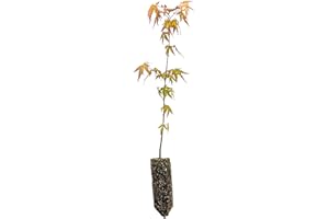 Japanese Maple | Medium Tree Seedling | The Jonsteen Company