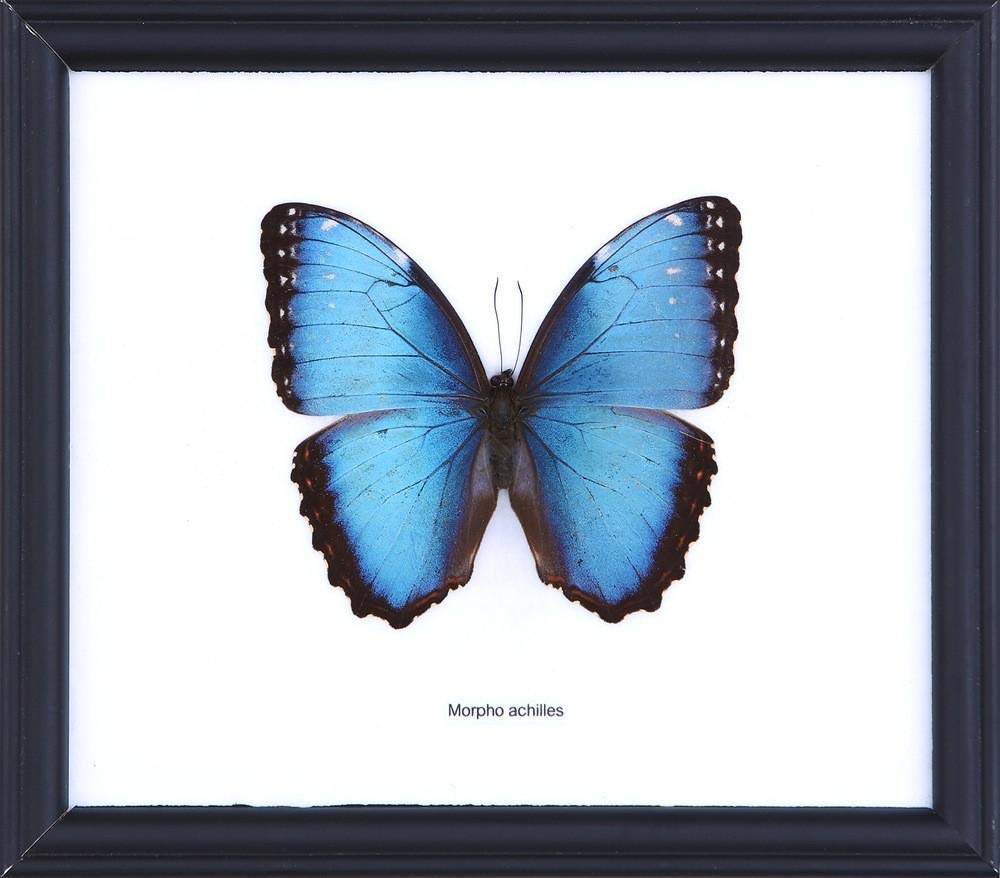 The Achilles Morpho Butterfly (Morpho achilles) | Mounted and Framed Wall Decor Taxidermy | 20 x 18 cm