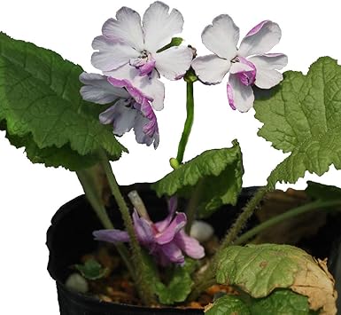 Amazon Co Jp 日本桜草 八重咲き ほほえみ ホーム キッチン