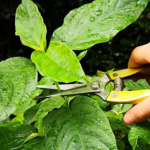 Pruning Shears Straight Tip Pruning Trimming Scissors Florist Scissors-Stainless Steel Ultra Sharp Multi-Purpose Hand Pruner Scissors for Garden Harvesting Fruits Vegetables, Trimming Flowers, Gold