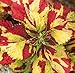 FingerPaint Coleus Seeds 150 Seeds Upc 650327337008 + 1 Free Plant Marker