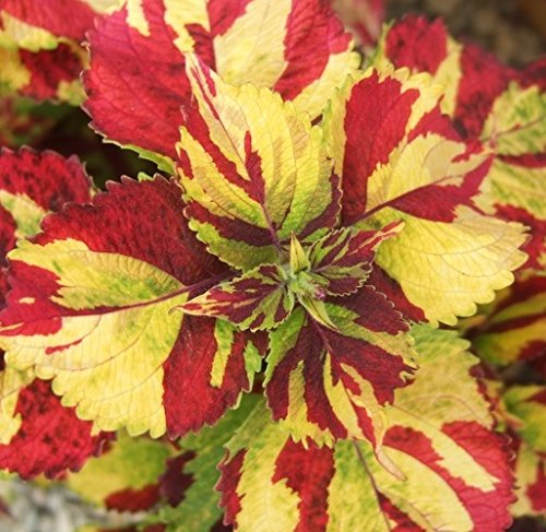 FingerPaint Coleus Seeds 150 Seeds Upc 650327337008 + 1 Free Plant Marker FingerPaint Coleus Seeds 150 Seeds Upc 650327337008 + 1 Free Plant Marker