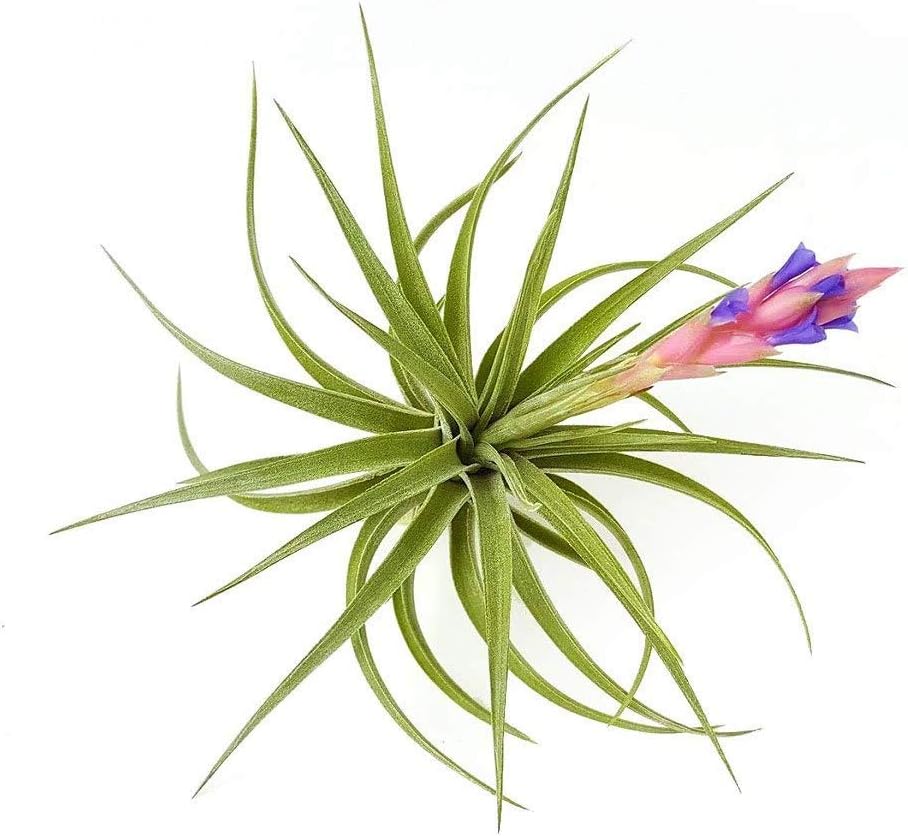 The Drunken Gnome AIR Plants – AERANTHOS – 3 Pack - air Purifying Flowering Tillandsia for Terrarium, Fairy Garden Starter kit, Home Office, Indoor Outdoor, Corporate Gift (3 Pack)