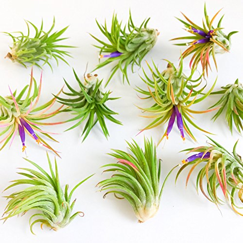 12 Pack Assorted Tillandsia Ionantha Air Plants Wholesale 30 Day
