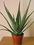 25 Seeds Aloe Vera Mix Air purification Plant's