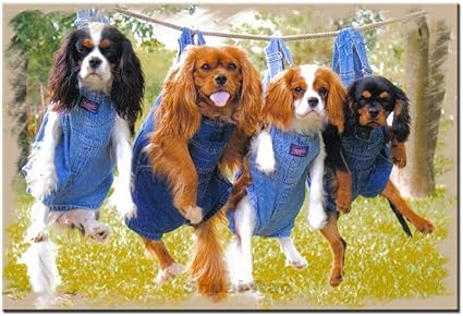 large cavalier king charles spaniel