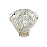 Feline Jaw Dental Model Typodont Clear Cat Skull