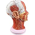 LUCKFY Anatomical 1:1 Human Head Superficial Neurovascular Model - Face Anatomy Medical Brain Neck Median Section Study Model - Cosmetic Facial Nerve Micro-Shaping Teaching Tool
