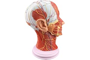 Anatomical 1:1 Human Head Superficial Neurovascular Model - Face Anatomy Medical Brain Neck Median Section Study Model - Cosm