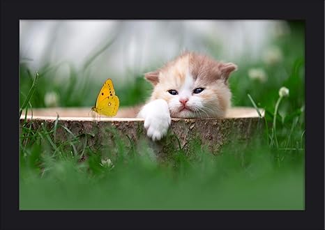 white and tan kitten