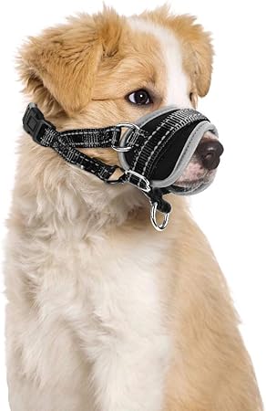 muzzle training for biting