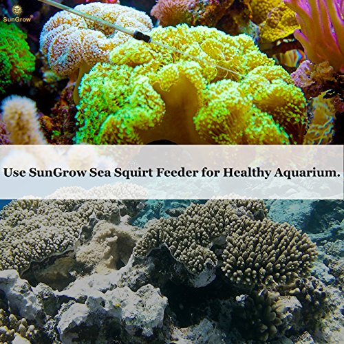 Sungrow Sea Squirt Feeder Accurate Dispensing Spot Feeder For