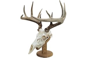 Walnut Hollow Country Solid Wood Skull Display & Mount Kit for Wall or Table Display in Oak , Brown