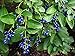 #1112-B *RAREST "SAPPHIRE BERRY" *25 seeds*E-Z GROW*"Giant Sweet Taste"*FRAGRANT*#1112-B