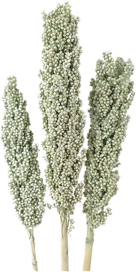 Amazon 東北花材 Toka ドライフラワー インディアンコーン オリーブグリーン 3本 ドライフラワー オンライン通販