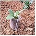 200 Pieces Biodegradable Non-Woven Nursery Bags Plant Grow Bags Fabric Seedling Pots, White