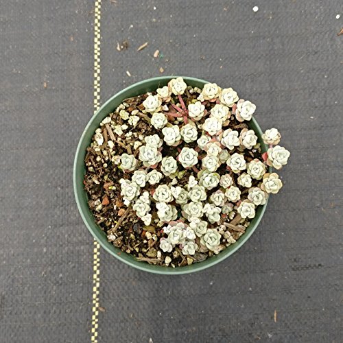 Capo Blanco Sedum spathufolium 'Capo Blanco' (4 inch)