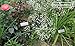 GardenMate Set of 25 Weatherproof Metal Plant Labels, Height 30cm, Label Area 9x3cm