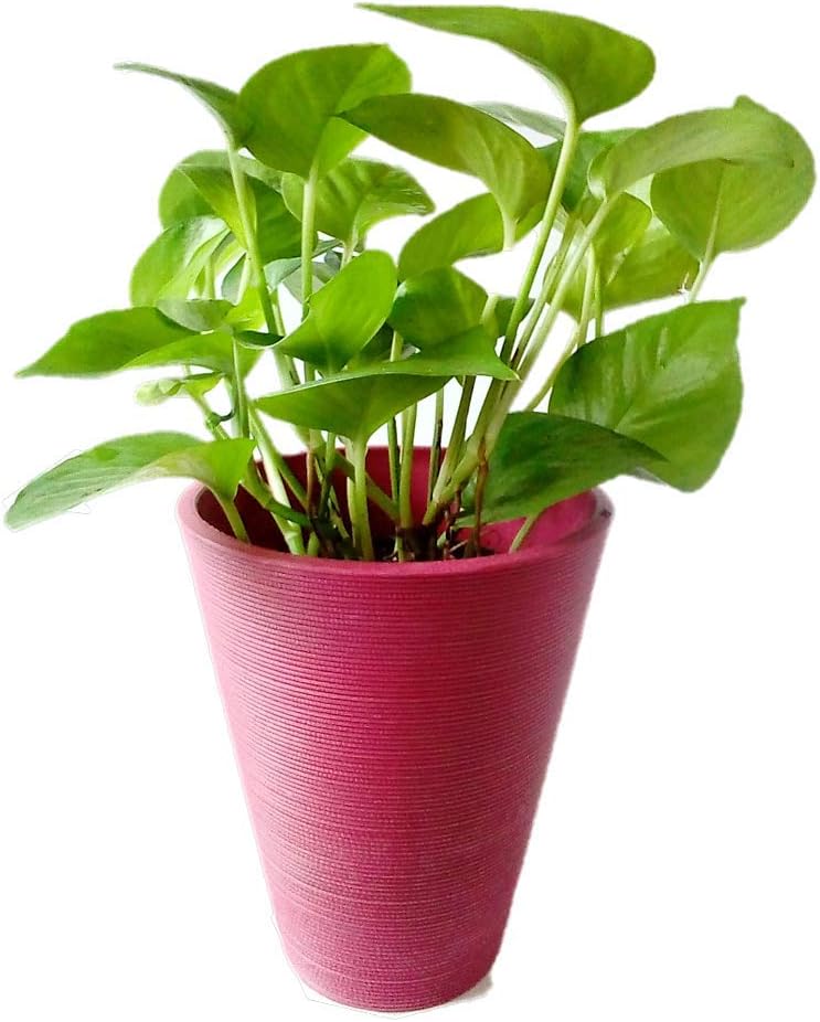Root Bridges Indoor Green Money Plant with Red Cone Pot