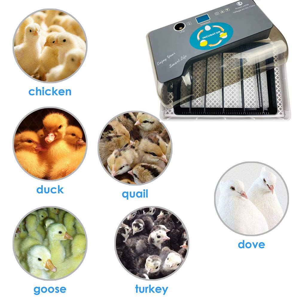 Upgraded Egg Incubator Automatic Incubator YZmoffer Digital Fully Automatic 12 Eggs Incubator for Chicken Eggs, Poultry Hatcher for Chickens Ducks Goose Birds (Black-12eggs)