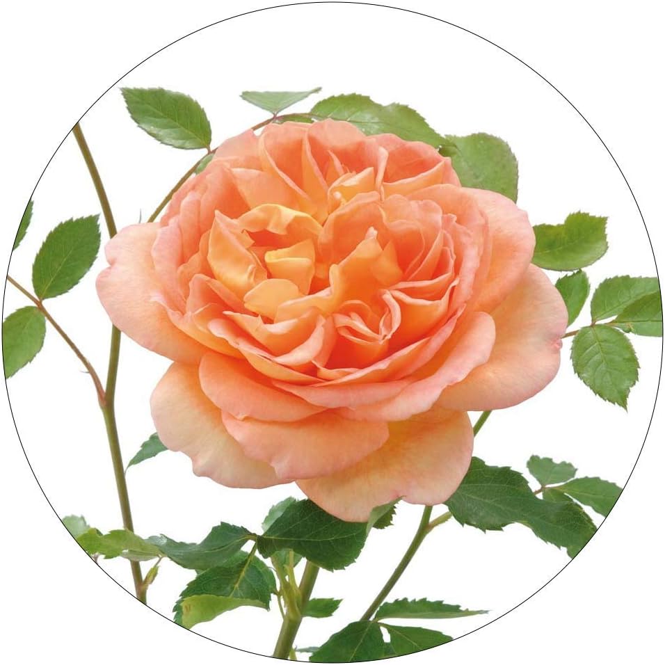 David Austin English Roses Lady Of Shallot Amazon Co Uk Garden Outdoors