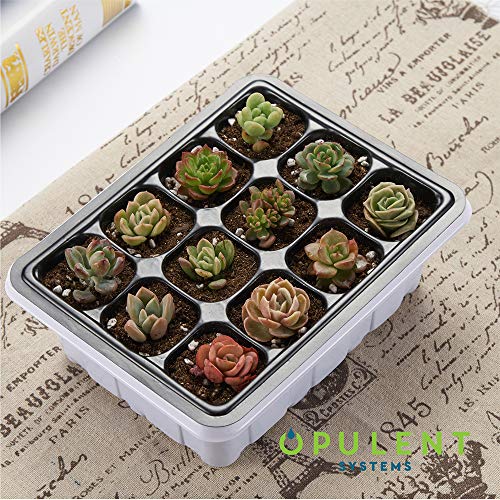 OPULENT SYSTEMS 10 Sets Seed Trays 120 Cells Seedling Starter Tray Garden Plant Germination Kit Seed Starting Tray with Dome and Base, Hand Tool Kits for Indoor Hydroponic Plants Growing