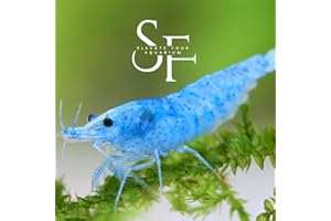 SF Aquatic™ 10 Blue Velvet High Grade Neocaridina Live Freshwater Aquarium Shrimps. Fully Mature Breeding Age. Live Arrival Guarantee.