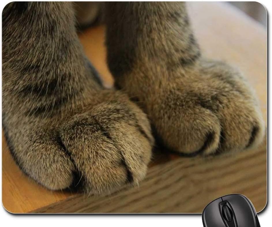 cat claw in paw pad