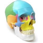 2026 New Anatomy Skull Model Human Medical Skull Model | Include the Holes, Sockets, Canals, a Complete Set of Human Teeth,Dental Clinic Teaching Equipment, Medical Teaching Learning