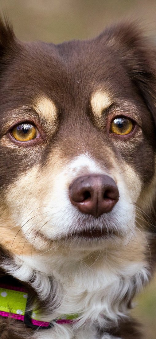 PeelitStickit Dog, Animal Wall Murals ID-118, vinyl