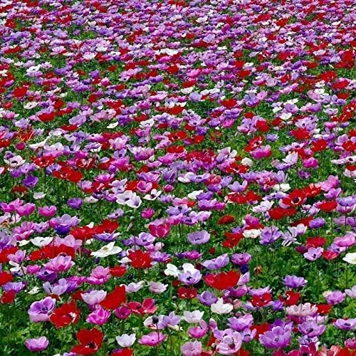 Bulbi Da Fiore Alta Qualita Per Fioritura Primaverile Estiva Autunnale 25 Anemone De Caen Amazon It Giardino E Giardinaggio